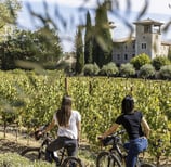 Biking in vineyards in wine domain and chateau