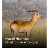 Ngabi nsamba