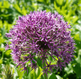 Blume 1