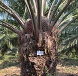 a palm tree with a sign on it