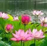 Natural Pond