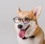 pet-sample-photo-three