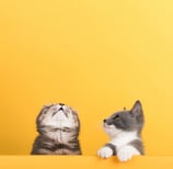 pet-sample-photo-two