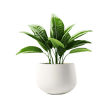 compucell naturaleza