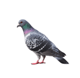 illustration représentant les problèmes liés aux pigeons