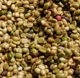 Takengon Estate's coffee beans