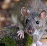 Montral Rat Guide