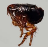 Montreal Cat Flea Guide
