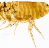 Montreal Rrodent Flea Guide