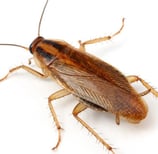 Montreal Cockroach Guide