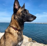 chien malinois en bord de mer