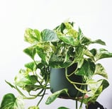 Planta photos en maceta verde y fondo blanco