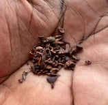 paume de main cacao criollo 