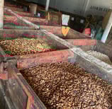 cacao criollo 