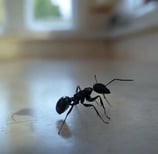 fourmis dans la cuisine