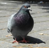 pigeon sur le balcon