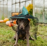 dog sitting and wearing a witches hat with drapes around its face