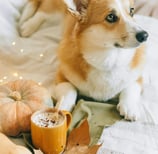 cropped image of a corgi with a pumpkin and full coffee mug