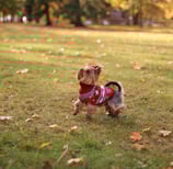 small dog in field with orange leaves wearing a sweater