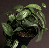 Juvenile Epipremnum Cebu Blue with no fenestrations
