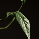 Juvenile Epipremnum leaf starting to develop holes