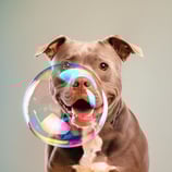 pet-photo-animal-creative-editing