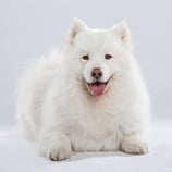 pet-photo-clean-wool-or-correct-hair-color