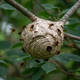 Nid de guêpes en gironde