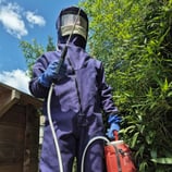 professionnel frelon à Bruges