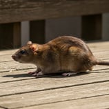 rat dans le jardin