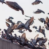 population de pigeons sur un bâtiment