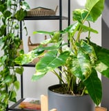 Mature Philodendron burle marx variegata leaves