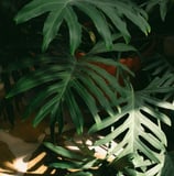 Mature Philodendron bipinnatifidum leaves