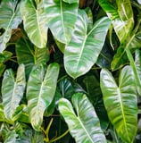 Philodendron Congo