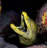 GALAPAGOS AGGRESSOR III EEL