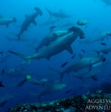 GALAPAGOS AGGRESSOR III SCHOOL OF HAMMERHEAD SHARKS