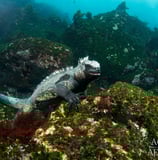 GALAPAGOS AGGRESSOR III IGUANA
