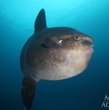 GALAPAGOS AGGRESSOR III MOLA MOLA