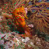 GALAPAGOS AGGRESSOR III SEAHORSE