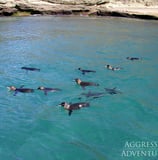 GALAPAGOS AGGRESSOR III PENJUINS
