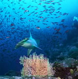 GALAPAGOS AGGRESSOR III HAMMERHEAD