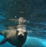 GALAPAGOS AGGRESSOR III SEA LION