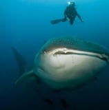 GALAPAGO AGGRESSOR III WHALE SHARK