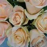 Peach rose close up