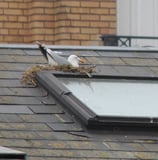 nid de goéland sur une toiture d'habitation