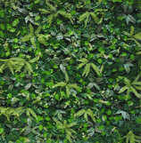 5D Plant Backdrop
