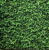 Greenery Backdrop