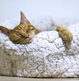 Tête de chat dormant dans sa panière avec une patte avant sur le bord