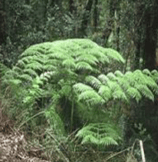 Fougère comestible - Lophosoria quadripinnata