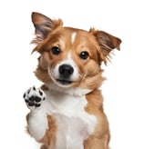Filipino-Photo-Editor-Pet